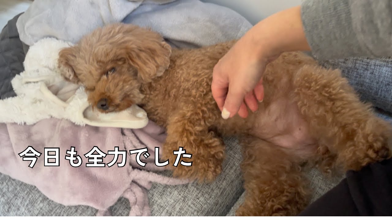 全力で遊んだあとは甘えんぼになるトイプードル