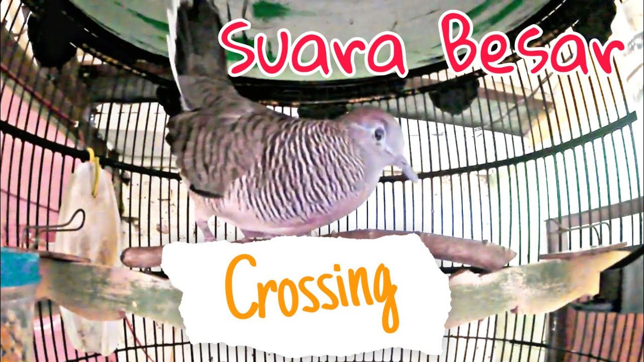 Perkutut Crossing Gacor Manggung Suara Besar - Pancingan Perkutut apapun pasti ikut bunyi