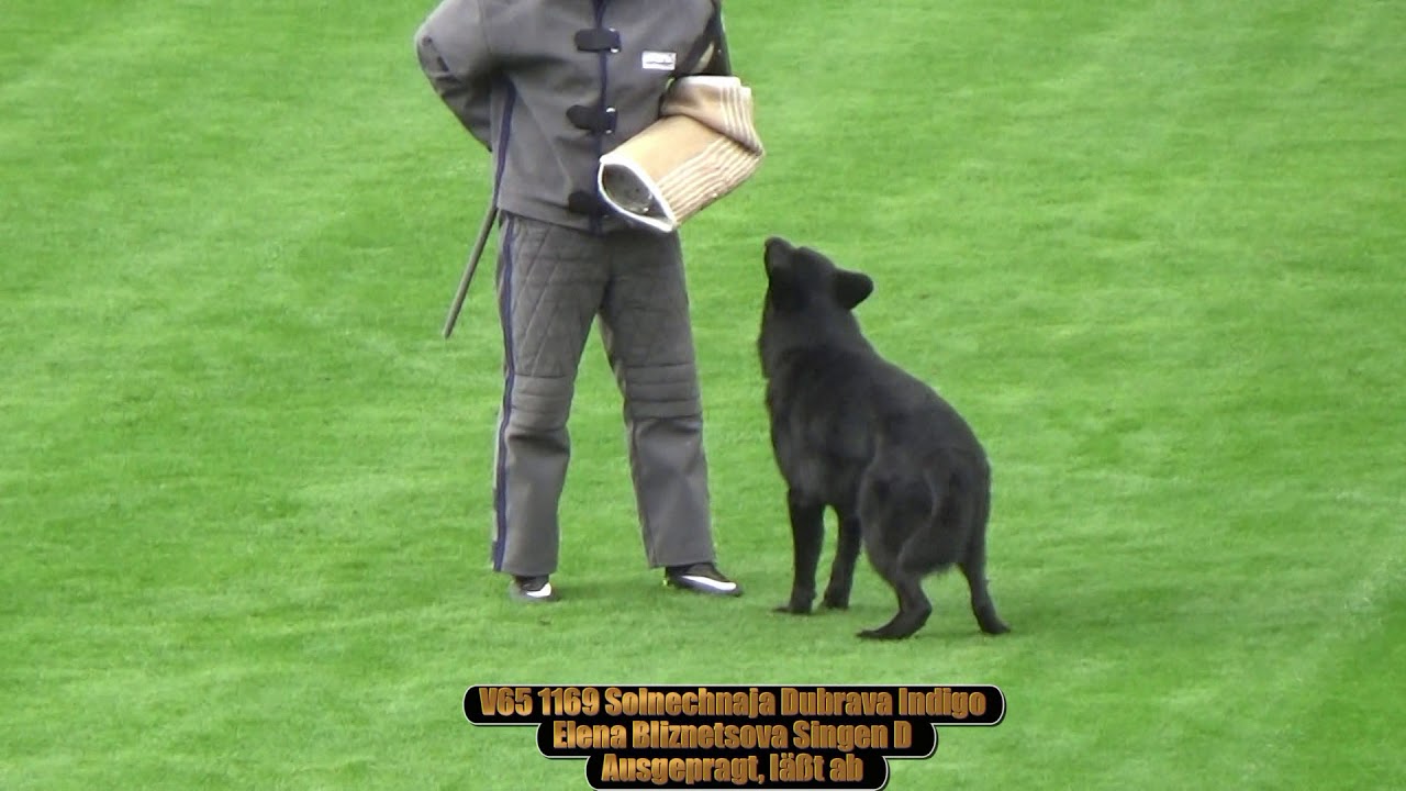 2018 SV BSZS in Nurnberg TSB V65 Solnechnaja Dubrava Indigo
