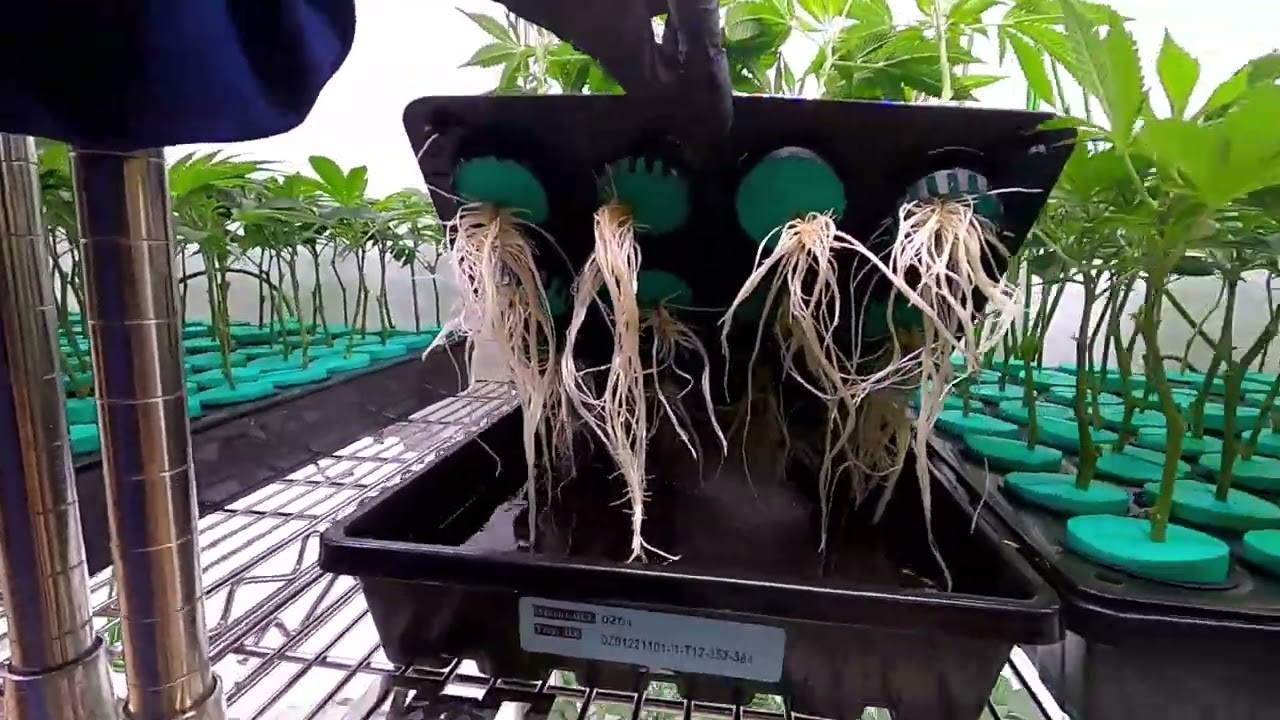 MIICROBIAL MASS and Plant Propagation at Ogen