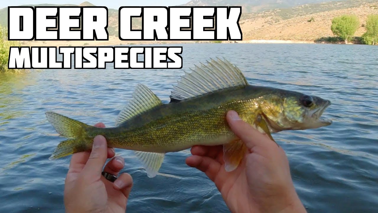 Summer Fishing Deer Creek Reservoir Utah