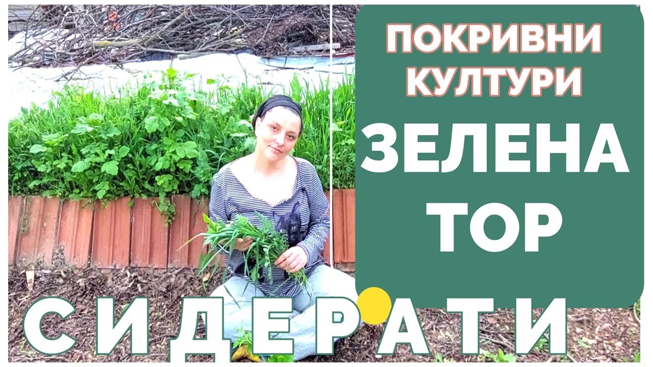 Сидерати в хоби градините, защо се наричат зелена тор, как се изполват. Покривни култури по лехите.