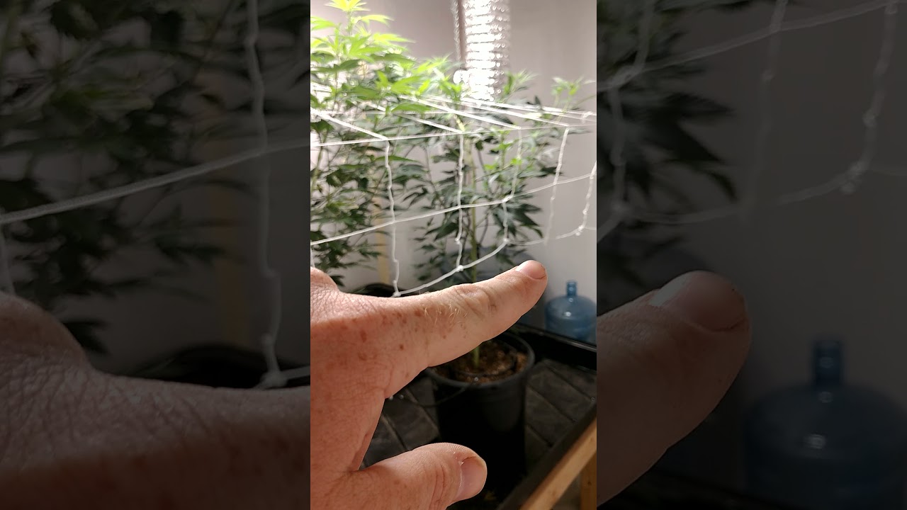 week 2 Cannabis grow