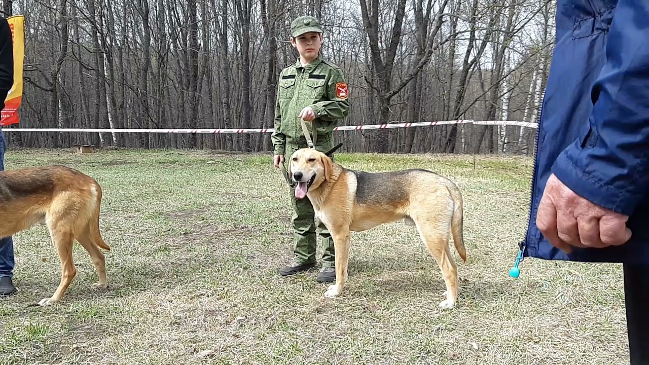 24.04.21 Саратовская Окружная выставка гончих. РГ выжлецы ср.гр. Описание.