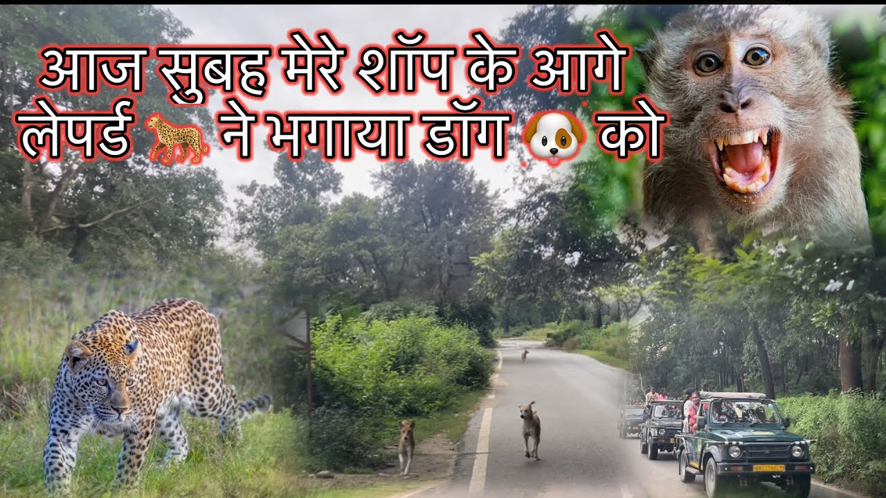   आज सुबह मेरे शॉप के आगे  लेपर्ड 🐆 ने भगाया डॉग 🐕को  #leopard attack in dog #jim Corbett ￼￼