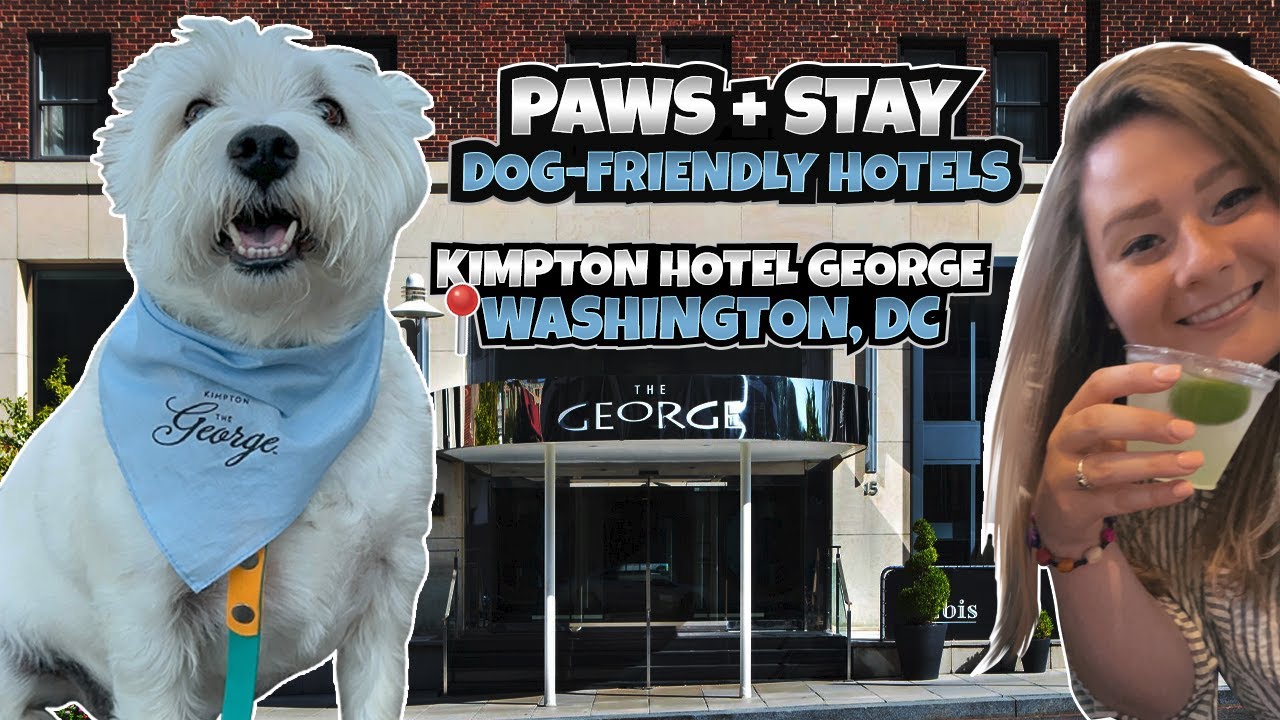 Paws + Stay: Kimpton Hotel George | A Dog-Friendly Hotel | Washington, DC