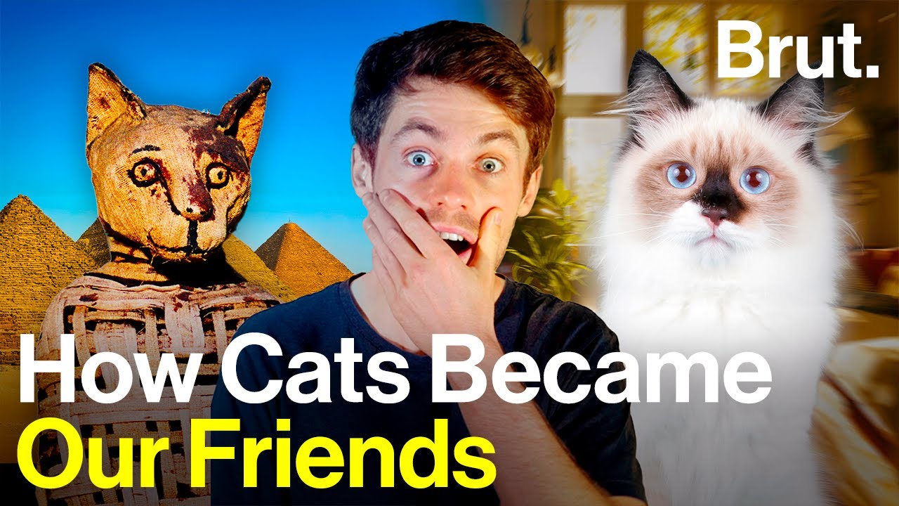 How did cats become domesticated? 🐈