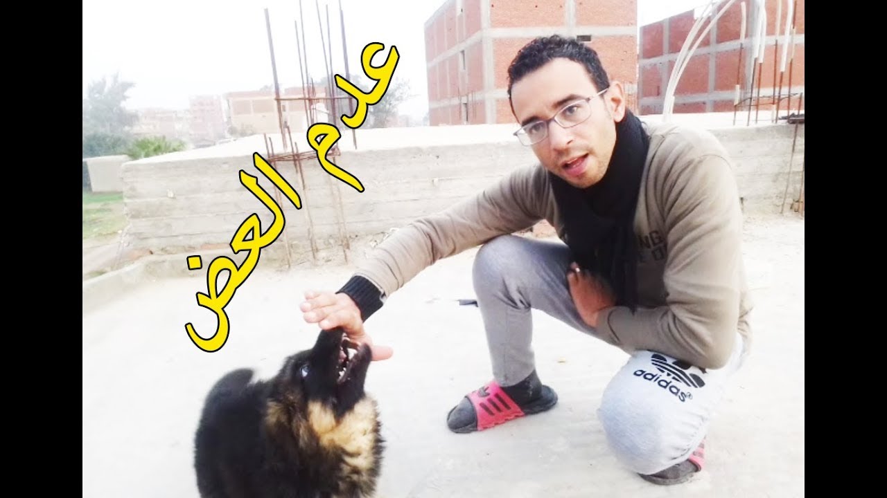 تدريب كلاب صغيرة على عدم العض
