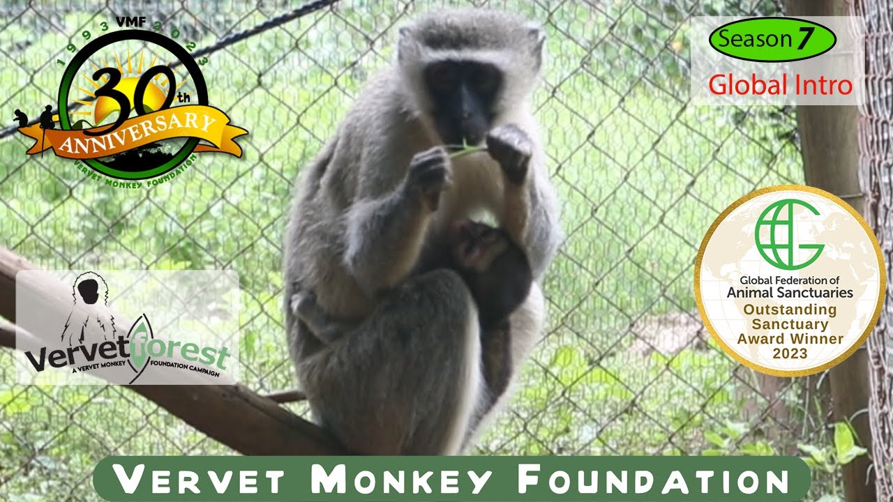 Two baby orphan monkeys find their way into mom's arms
