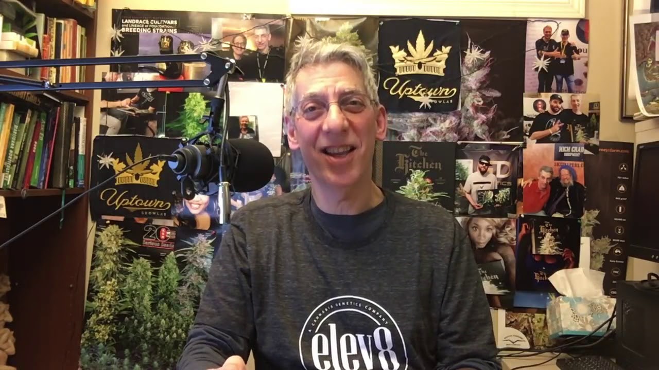 M2 100% Sativa Strain Review