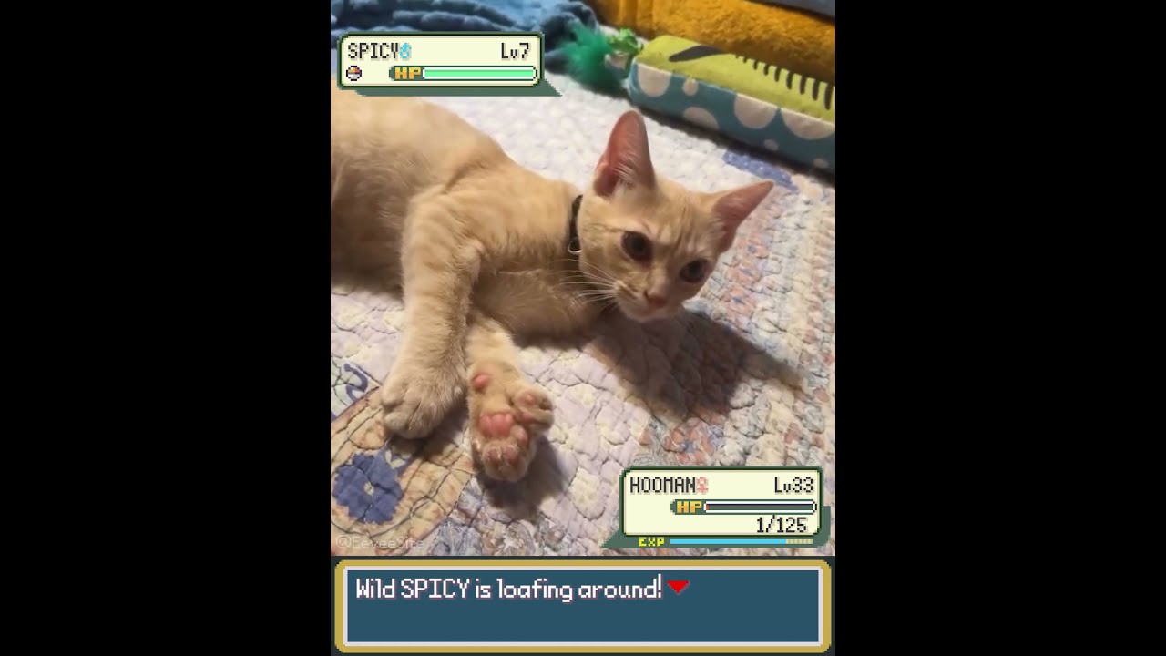 Orange Cat gets punished for biting in Pokemon! - EeveeSite #irlpokemon #funnycats #pokemonbattle