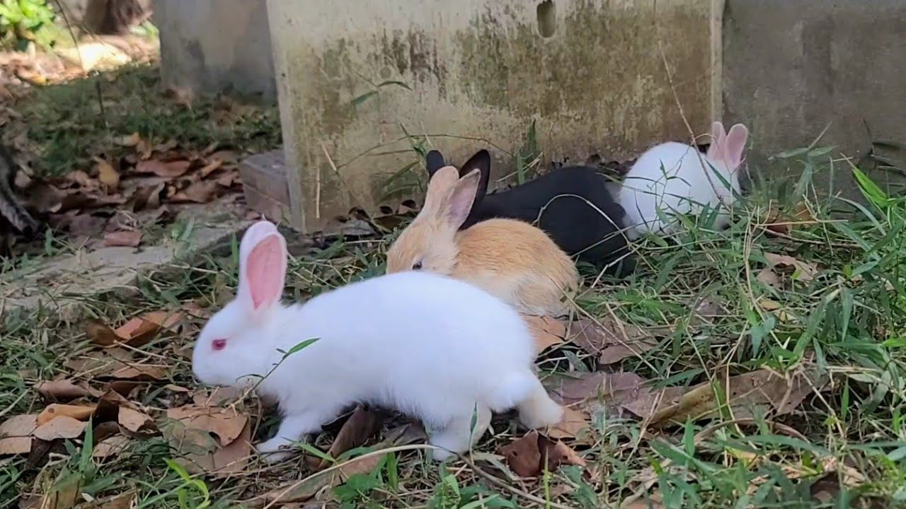 Fresh Grass & First Meals: A Heartwarming Day | Paw & Hoof Life