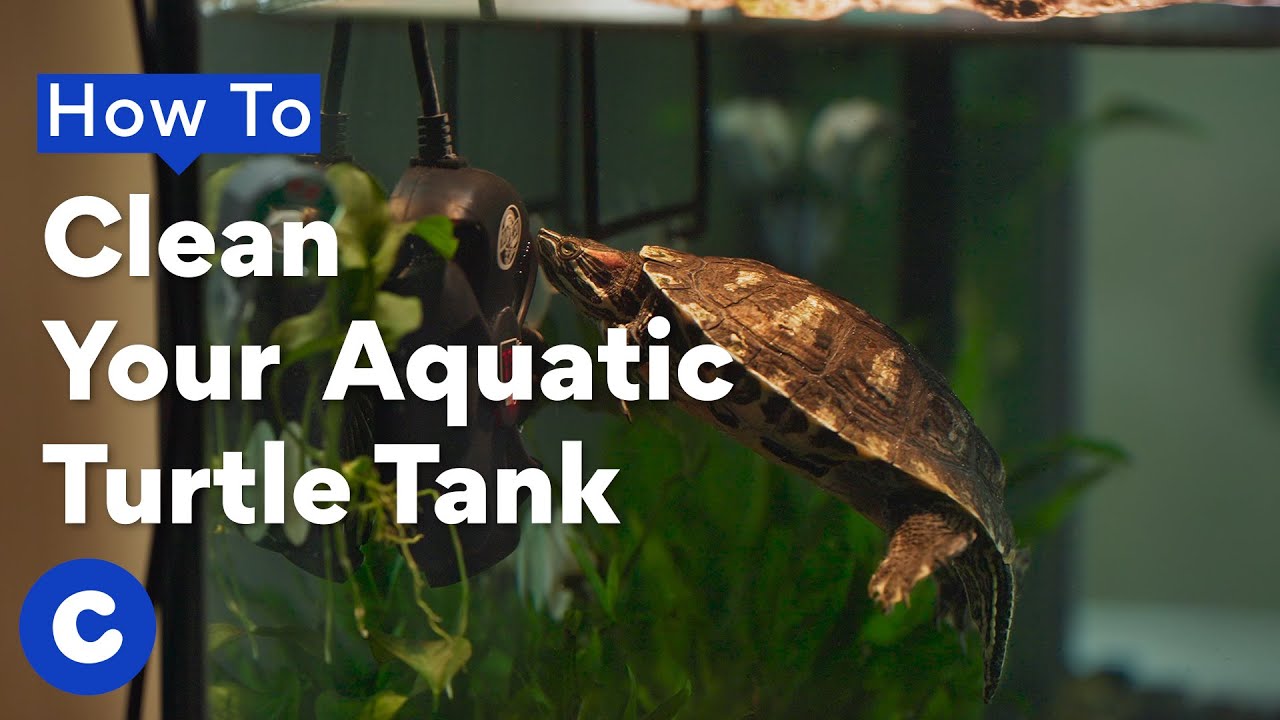 How To Clean a Turtle Tank | Chewtorials