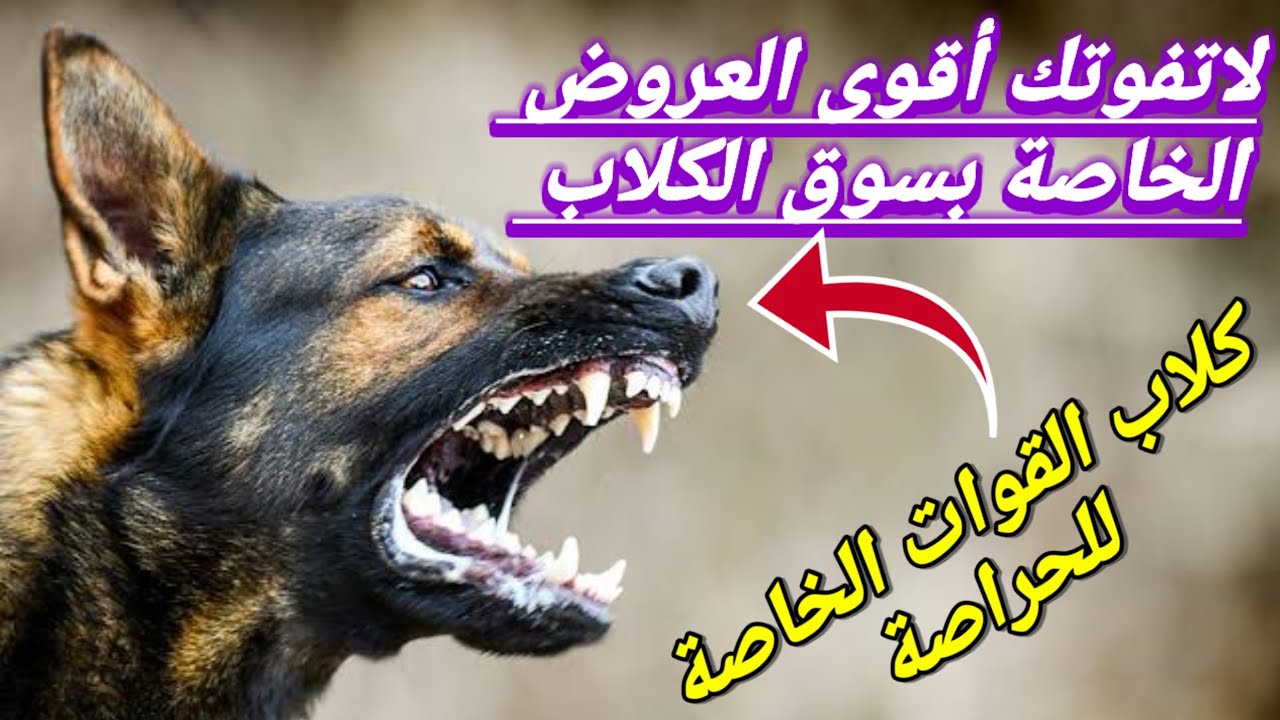 🔴 سوق الحراش لبيع جميع انواع الكلاب : لايفوتك هذا الفيديو  عروض قوية بانتظارك المالينوا الاكثر طلبا