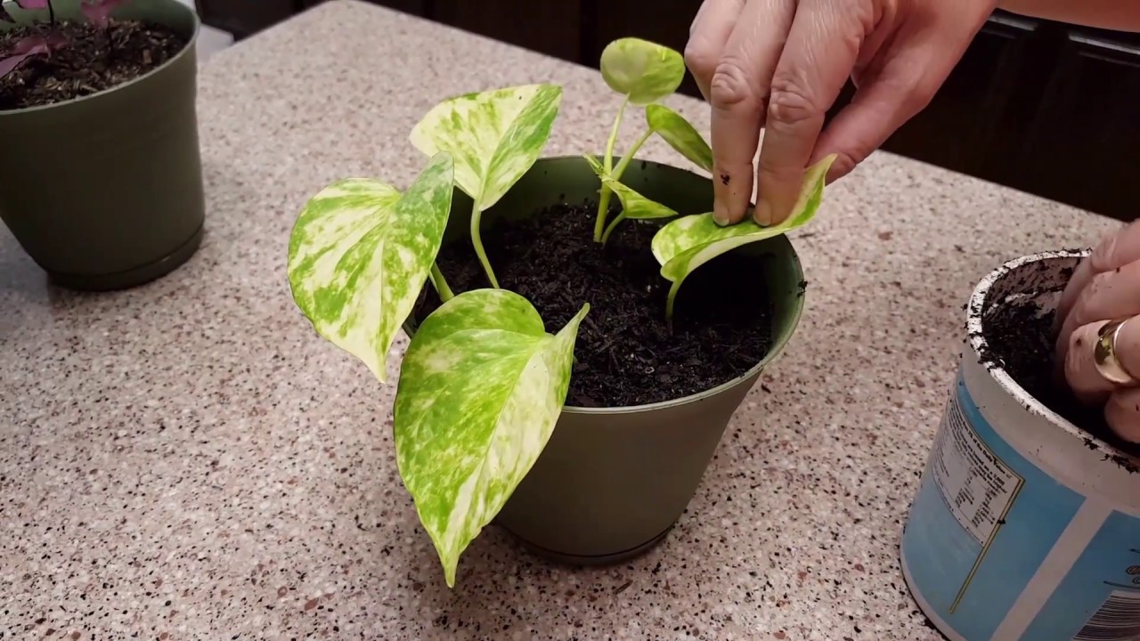 Potting my Marble Queen Pothos Ivy Cuttings