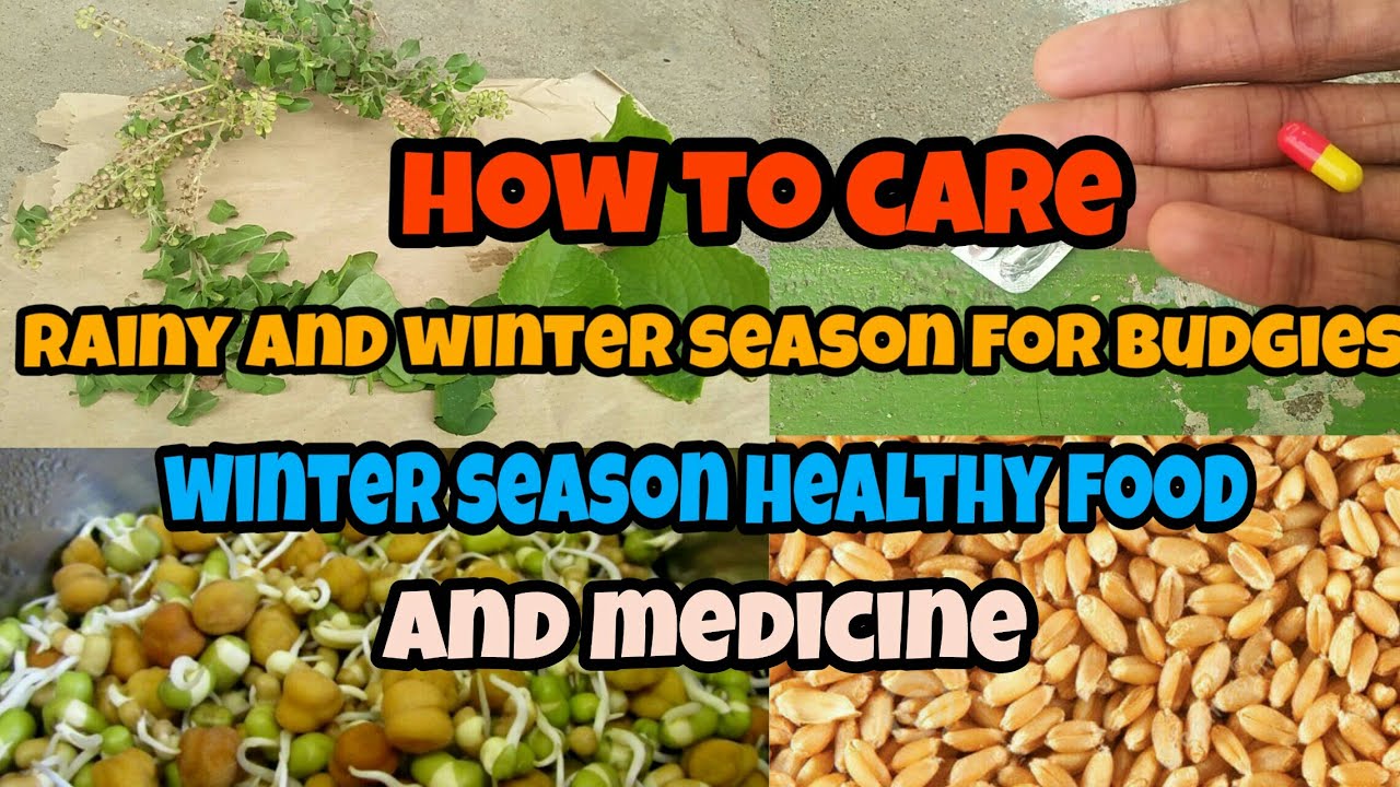 How to care rainy and winter season for budgies/winter season food and medicine  explain in தமிழ்