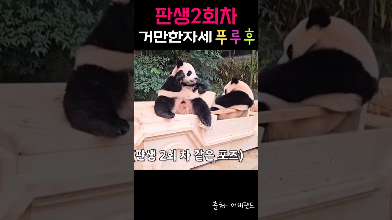 판생2회차 얼큰한푸루후🩷 #푸바오 #루이바오 #후이바오 #fubao #ruibao #huibao
