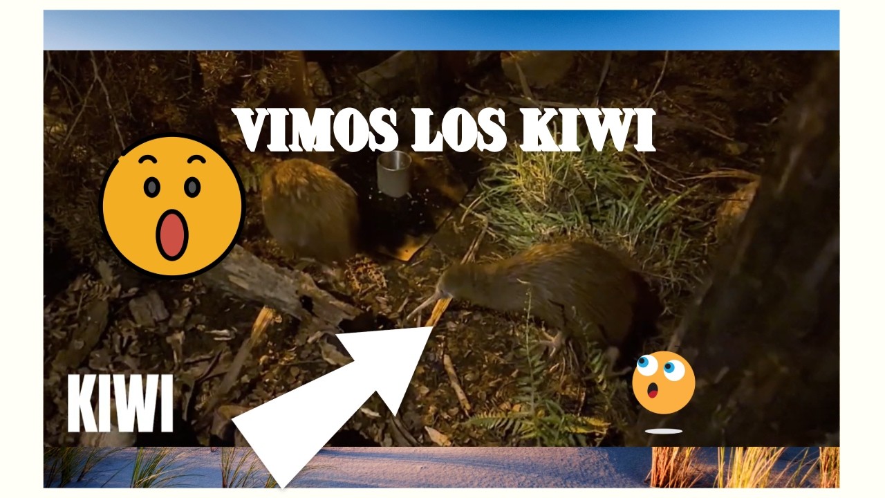 Willowbank Wildlife Reserve 🦉🌿 | Animales Nativos de Nueva Zelanda en Christchurch