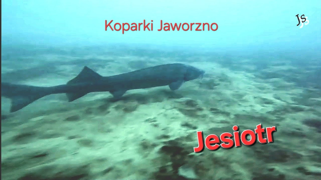 Nurkowanie w Kamieniołom Jaworzno Koparki- pogoń za wielką rybą jesiotr. październik 2023