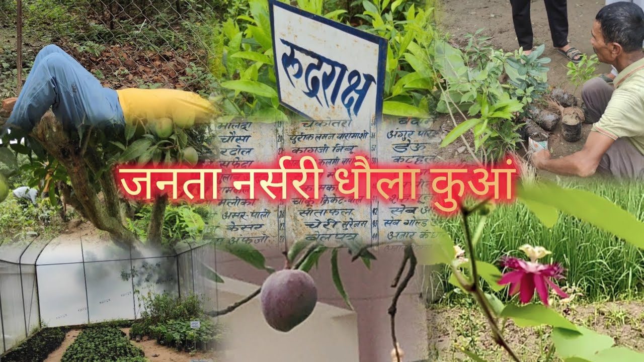 Janta Nursery Dhaula Kuan | Himachal Pradesh की मशहूर पौधशाला 🌿 #fruitplants #plants #nursery #vlog 