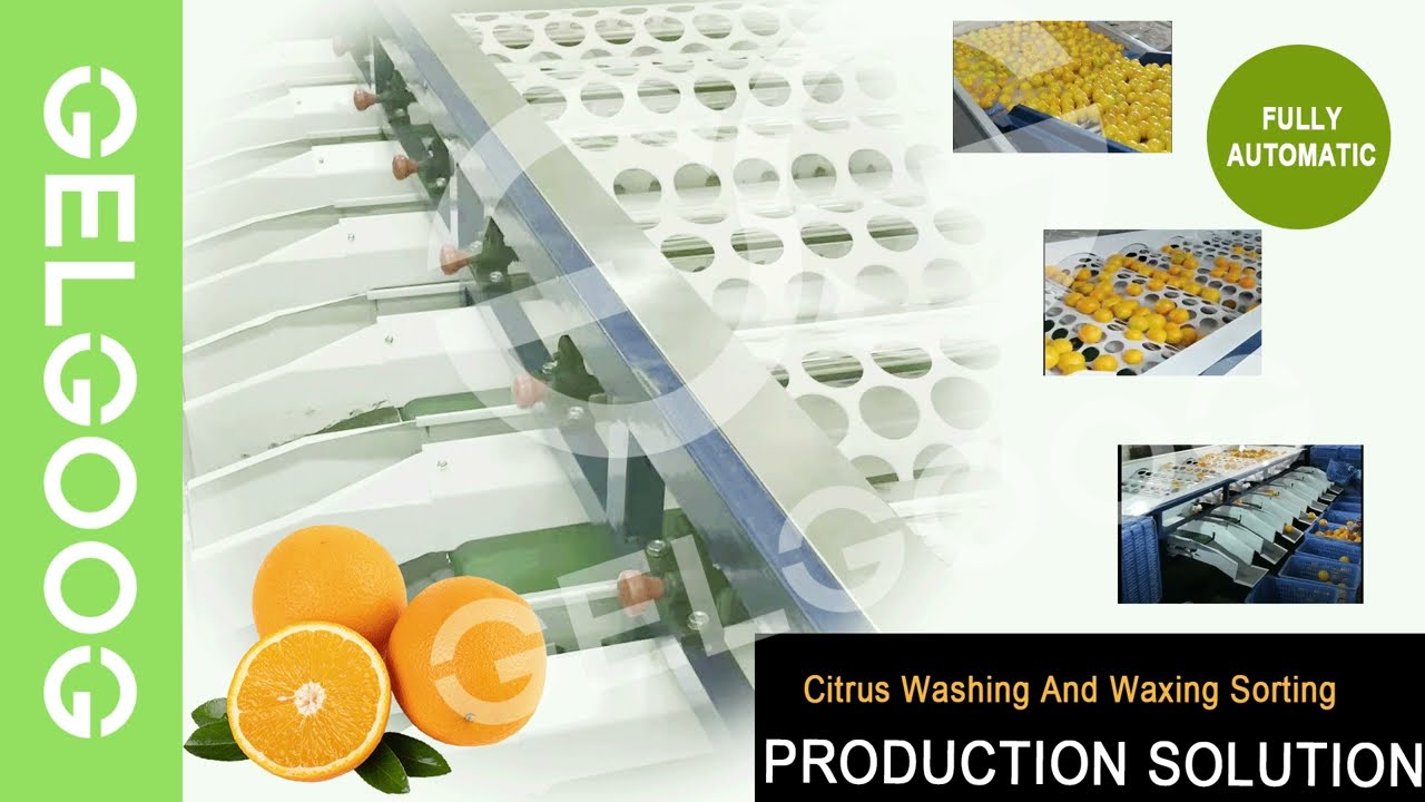 Industrial Use Citrus Fruit Washing Waxing Machine