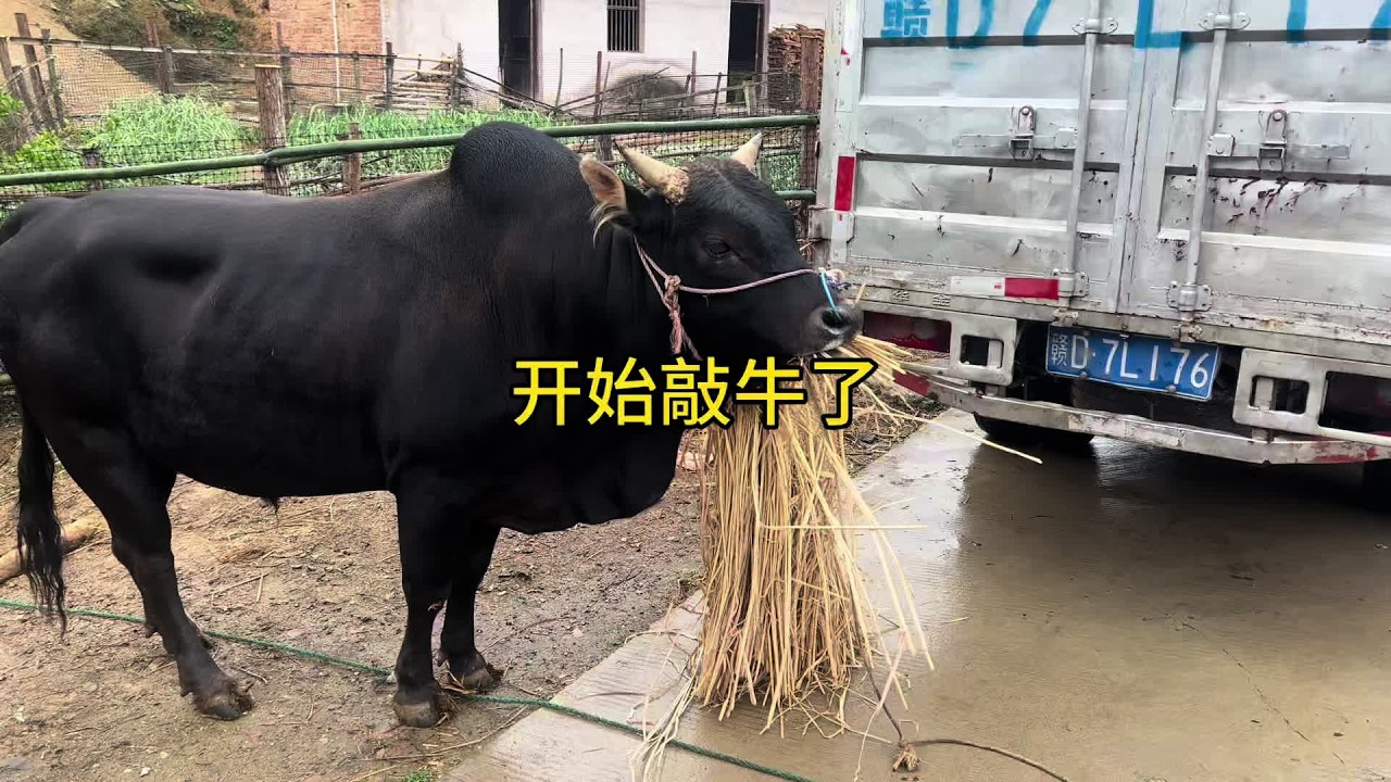 于都分公司皮鞋哥终于盘了2头土大公牛，这质量怎么样？#农村养殖 #养牛人