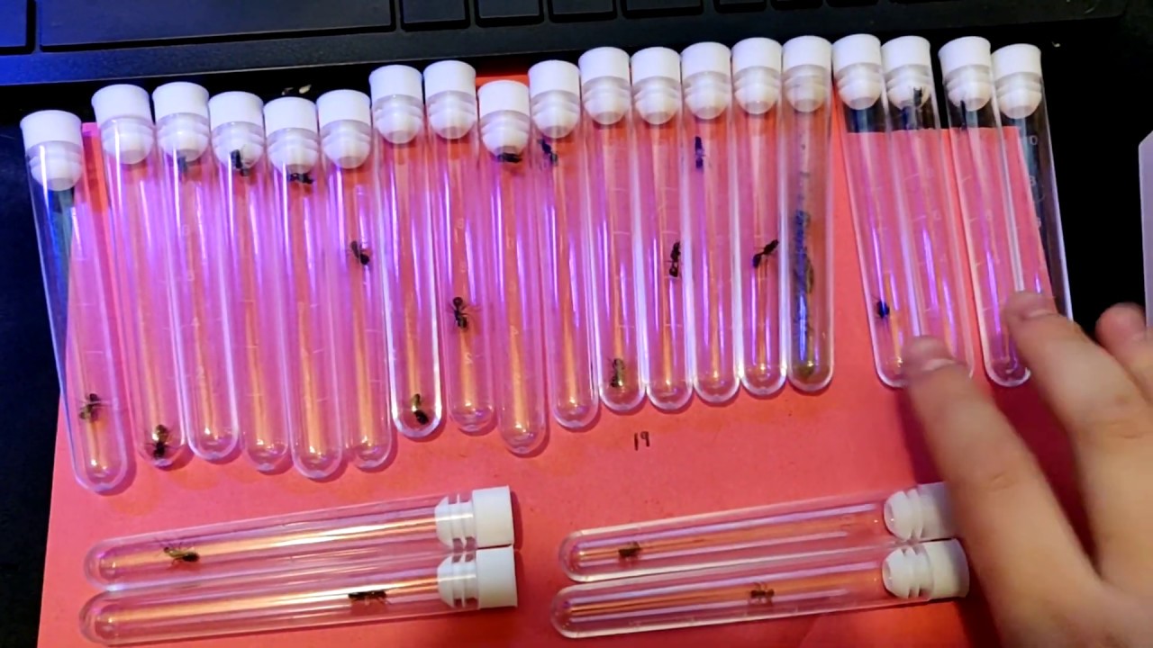 Catching 23 queen ants an hour