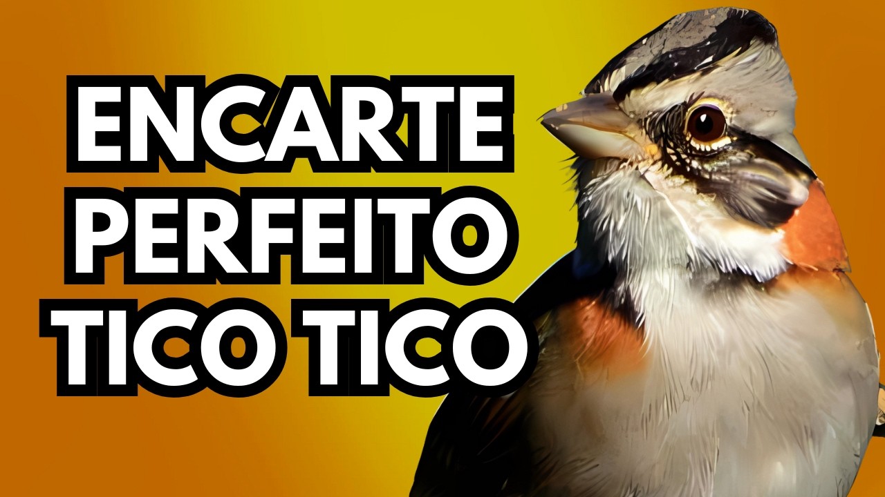 CANTO DO TICO TICO PRA ENCARTA O SEU TICO E FAZER ELE CANTAR RÁPIDO FOGUEAR QUALQUER TICO TICO