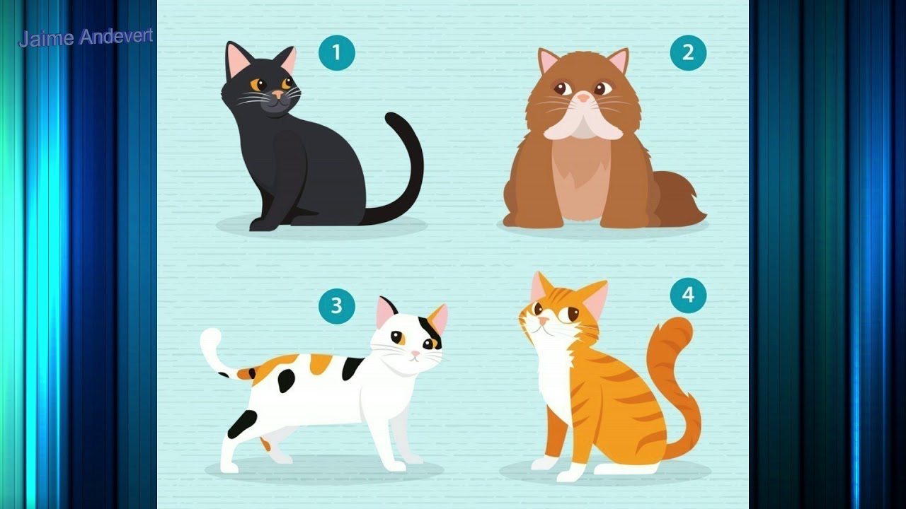 Elige un gato y te diré qué necesitas en una pareja