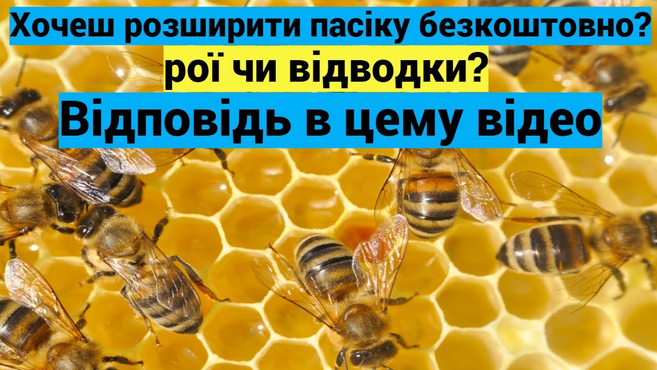 Розширення пасіки! Рій чи відводок! Розмноження пасіки безкоштовно і ефективно!