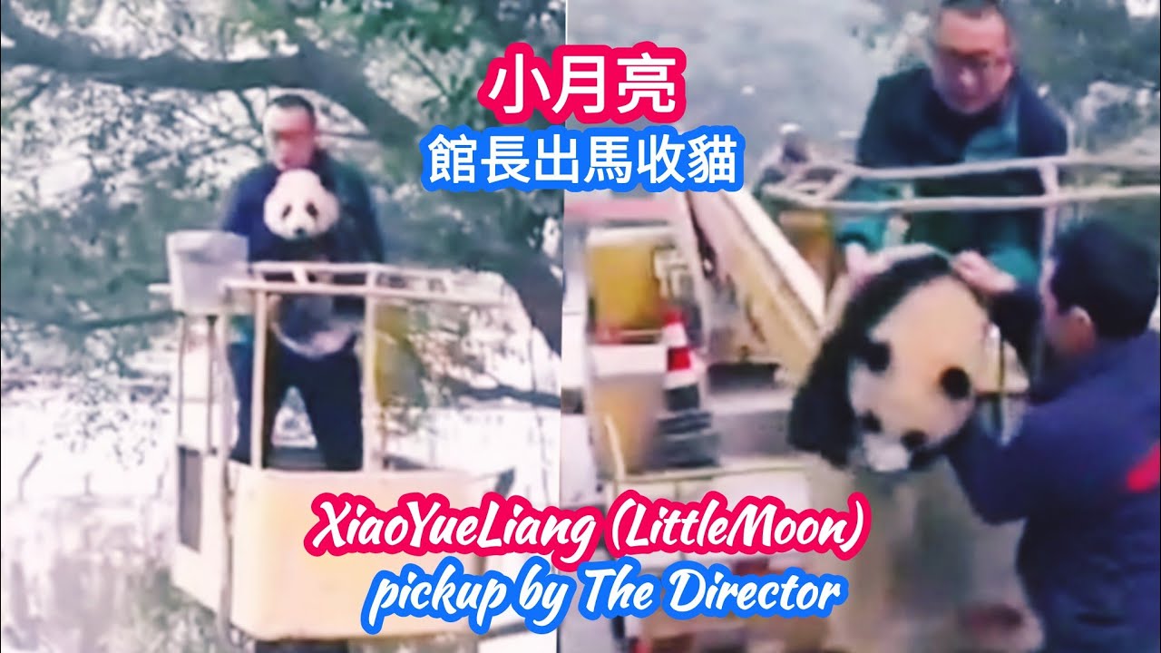 特發事件! 館長用非常手段收小月亮回家 Abnormal way to pickup XiaoYueLiang by Director of The Zoo