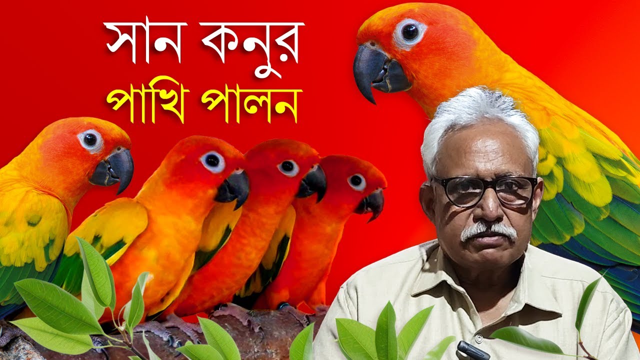 সান কনুর পাখি পালন পদ্ধতি / Sun Conure Bird Rearing Method In Bangla / Conure Pakhi Palon 🤗🙋🐦😃❤️🌟🤩