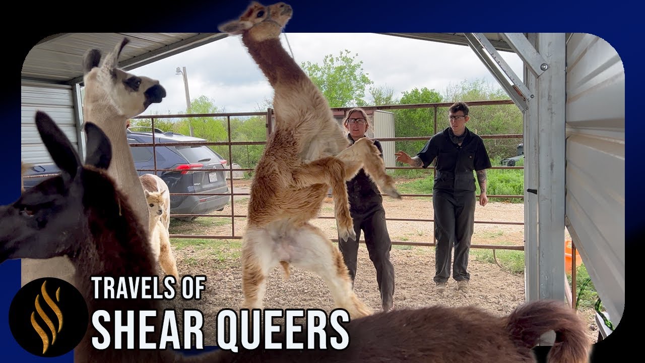 Shearing With Babies, Blow Ups & Binds