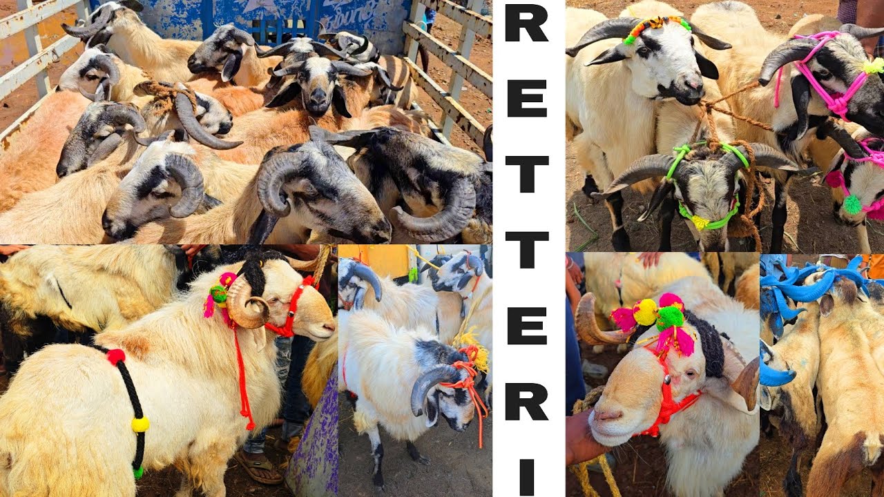 Retteri Goat Market 2025 | Chennai | Tamil Nadu | SHM Vlogger 2.0 | #goat #sheep #farming #market 