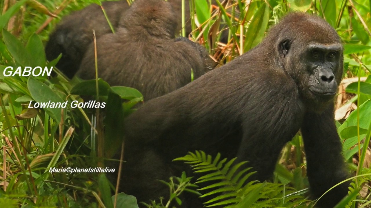 With the Lowland Gorillas in Gabon