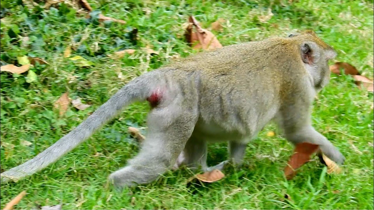 Very Adorable Monkey Takes Good Care To Cute Human Baby| Amazing Baby And Monkey
