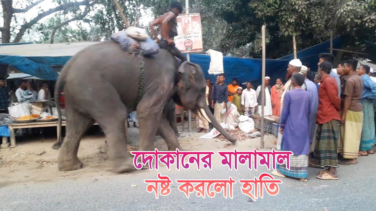 চাঁদা তুলতে এসে দুইটি দোকানের মালামাল নষ্ট করলো হাতি