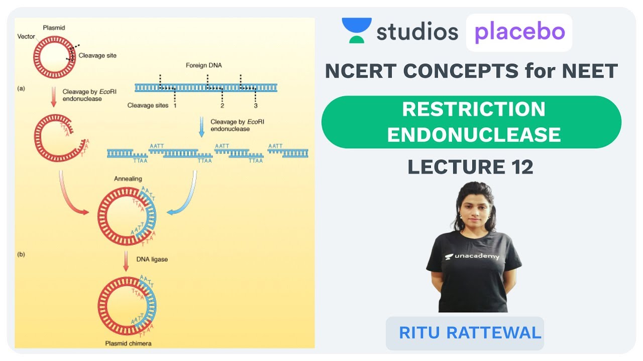 L12: Restriction Endonuclease | NCERT Concepts in NEET 2019 | Pre-medical - NEET/AIIMS