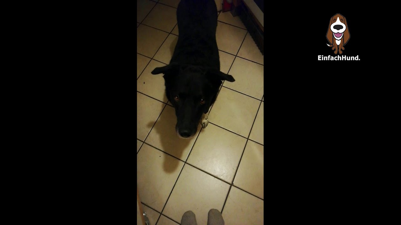 Tabletten Trick für schlaue Hunde
