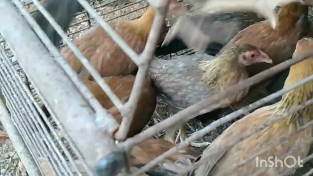 Chickens to wider cage@life's color