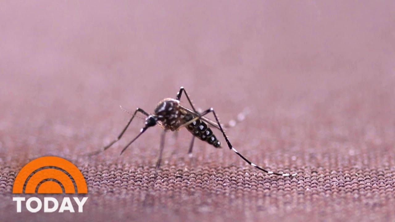 Genetically Modified Mosquitoes To Be Released in Florida Keys Experiment | TODAY