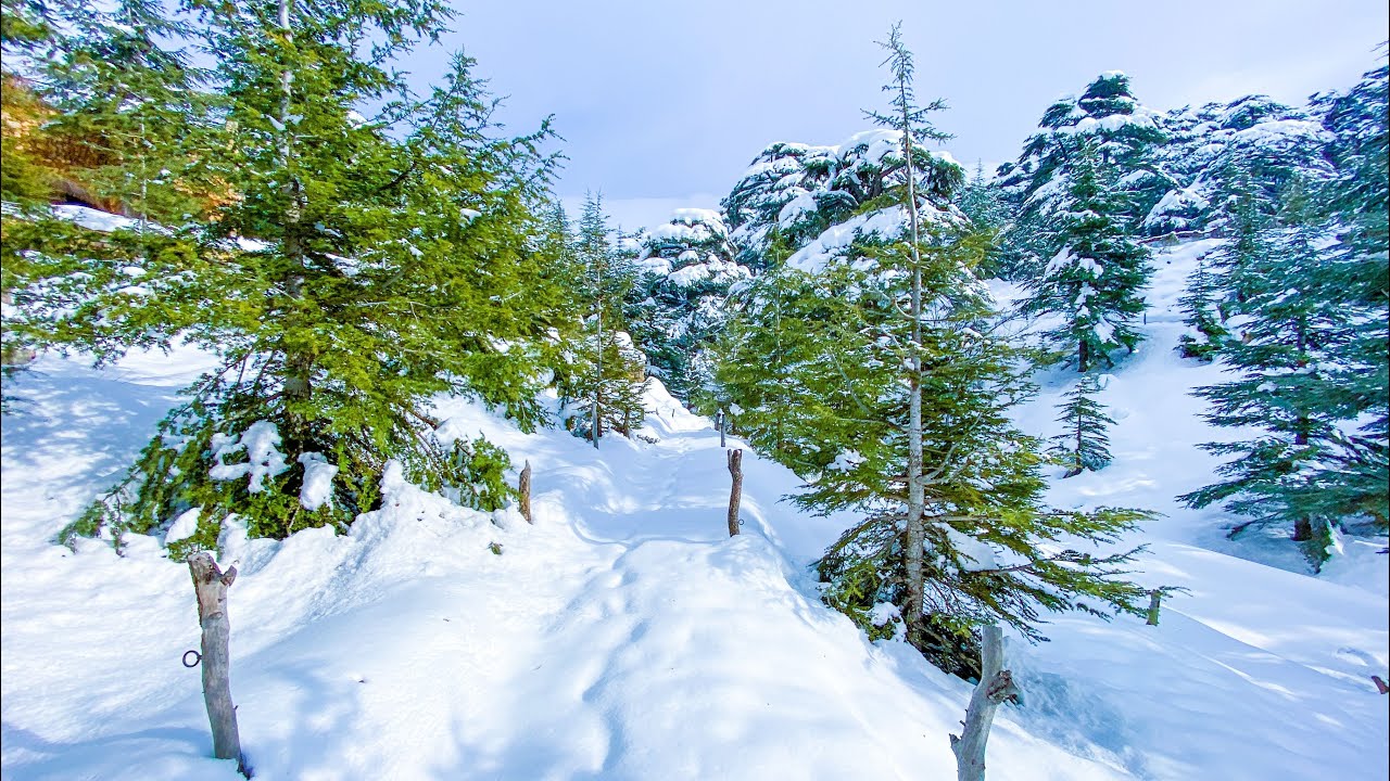 The White Cedars of Lebanon: Discover the Roads, the Scenery & Ski Resort