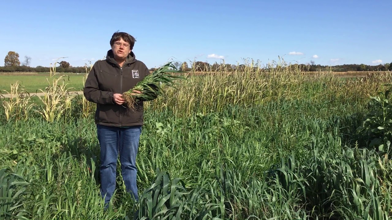 Rye Grass as a Cover Crop