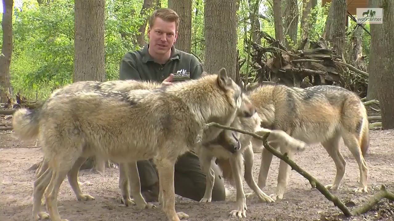 Wolfsgehege Wolfcenter Dörverden Aufzucht Wolfswelpen   by www.schuhplus.com