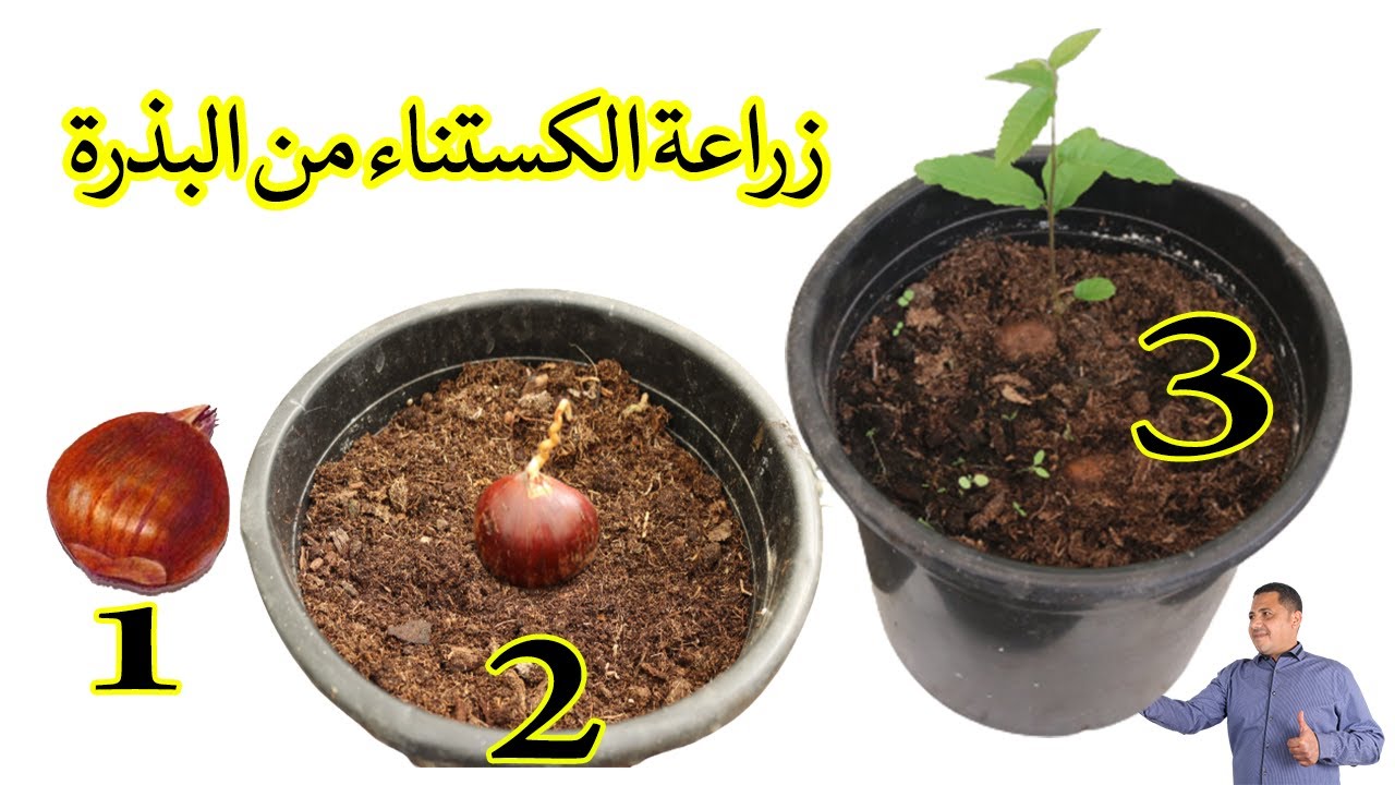 زراعة الكستنا ( ابوفروة ) من البذرة في المنزل