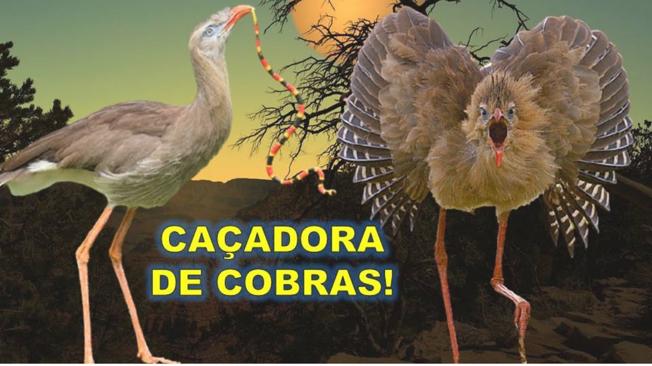 SERIEMA - ELA TEM UM DOS CANTOS MAIS ALTOS DO REINO ANIMAL! CONHEÇA TUDO SOBRE ESSA ÓTIMA CAÇADORA!