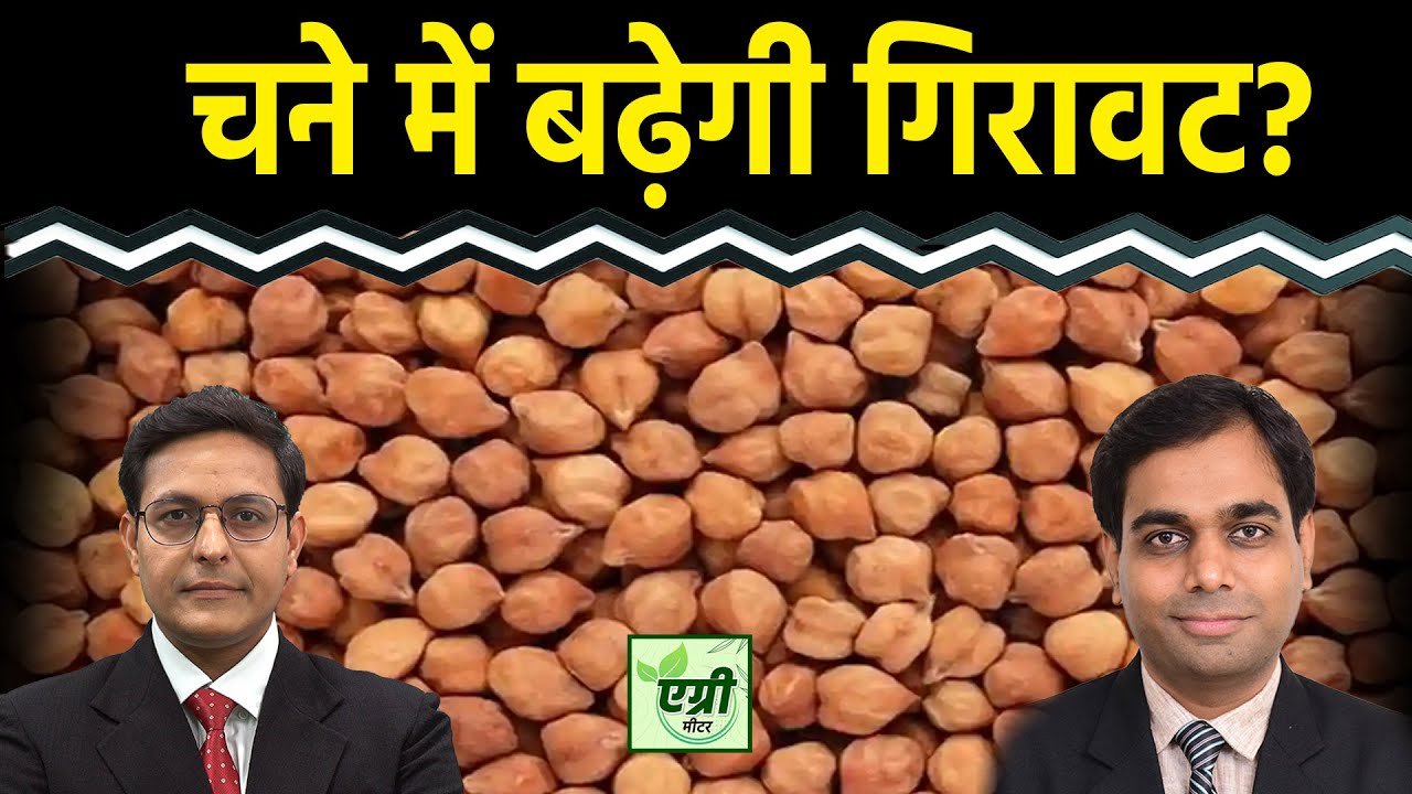 Commodity Market: क्या चने में और गिरावट आएगी? Trading | NCDEX | Agri Commodity