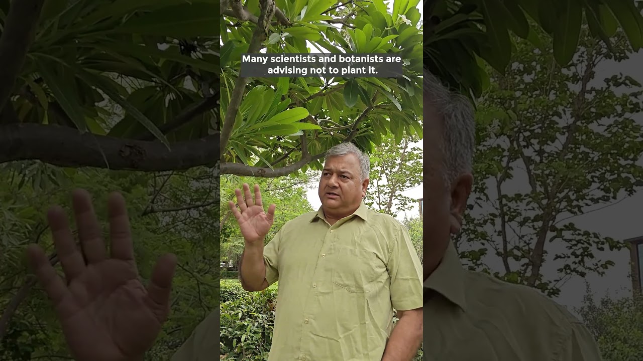 Champa Tree | Plumeria - An Ornamental Tree