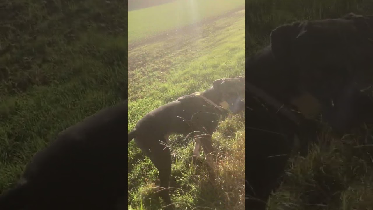 American Bull Dane