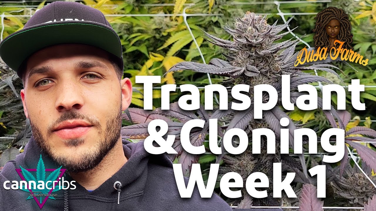Dusa Farms - Transplanting and Cloning - WEEK 1